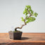 Kishu Juniper Bonsai 999 - Bonsaify