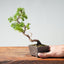 Kishu Juniper Bonsai 999 - Bonsaify