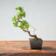 Kishu Juniper Bonsai 999 - Bonsaify