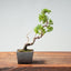 Kishu Juniper Bonsai 999 - Bonsaify
