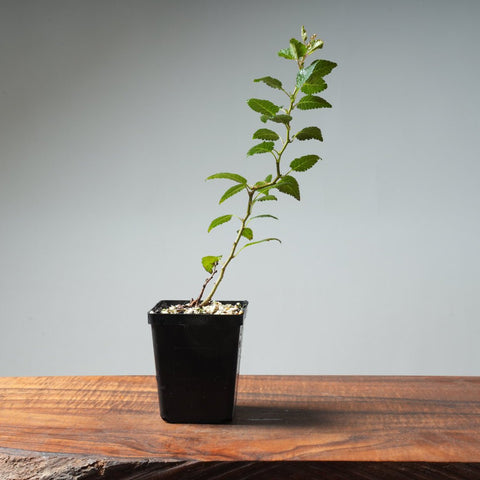 'Kojo - No - Mai' - Dwarf Contorted Fuji Cherry Bonsai Starters - Bonsaify