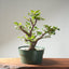 Korean Hornbeam Bonsai 1232 - Bonsaify