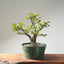 Korean Hornbeam Bonsai 1232 - Bonsaify