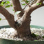Korean Hornbeam Bonsai 1232 - Bonsaify