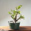 Korean Hornbeam Bonsai 1232 - Bonsaify