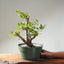 Korean Hornbeam Bonsai 1232 - Bonsaify