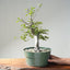 Korean Hornbeam Bonsai #1285 - Bonsaify