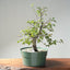Korean Hornbeam Bonsai #1285 - Bonsaify