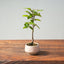 Korean Hornbeam Bonsai 826 - Bonsaify