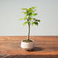 Korean Hornbeam Bonsai 826 - Bonsaify