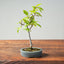 Korean Hornbeam Bonsai 827 - Bonsaify