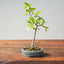 Korean Hornbeam Bonsai 827 - Bonsaify
