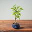 Korean Hornbeam Bonsai 828 - Bonsaify