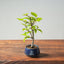 Korean Hornbeam Bonsai 828 - Bonsaify