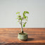 Korean Hornbeam Bonsai 829 - Bonsaify