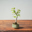 Korean Hornbeam Bonsai 829 - Bonsaify