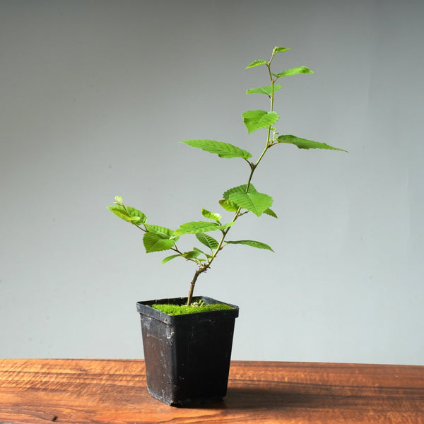 Korean Hornbeam Bonsai Starter - Bonsaify