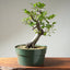 Korean Hornbeam PreBonsai 1237 - Bonsaify