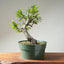 Korean Hornbeam PreBonsai 1237 - Bonsaify