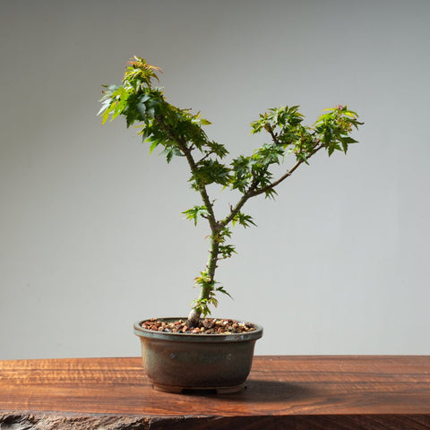 Koto Hime Japanese Maple Bonsai #32 - Bonsaify