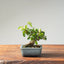 Lavender Star Flower Bonsai 1169 - Bonsaify
