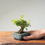 Lavender Star Flower Bonsai 1169 - Bonsaify