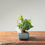 Lavender Star Flower Bonsai 1169 - Bonsaify