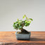 Lavender Star Flower Bonsai 1169 - Bonsaify