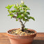 Lavender Star Flower Bonsai 1177 - Bonsaify