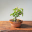 Lavender Star Flower Bonsai 1177 - Bonsaify