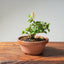 Lavender Star Flower Bonsai 1178 - Bonsaify