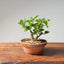 Lavender Star Flower Bonsai 1181 - Bonsaify