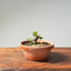 Lavender Star Flower Bonsai 1182 - Bonsaify