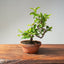 Lavender Star Flower Bonsai 1186 - Bonsaify