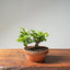 Lavender Star Flower Bonsai 1187 - Bonsaify