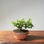 Lavender Star Flower Bonsai 1187 - Bonsaify