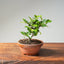 Lavender Star Flower Bonsai 1188 - Bonsaify