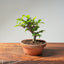 Lavender Star Flower Bonsai 1188 - Bonsaify