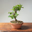 Lavender Star Flower Bonsai 1191 - Bonsaify