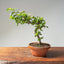 Lavender Star Flower Bonsai 1193 - Bonsaify