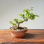 Lavender Star Flower Bonsai 1195 - Bonsaify