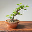 Lavender Star Flower Bonsai 1196 - Bonsaify