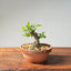 Lavender Star Flower Bonsai 1197 - Bonsaify