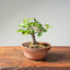 Lavender Star Flower Bonsai 1198 - Bonsaify