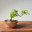 Lavender Star Flower Bonsai 1199 - Bonsaify