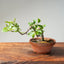 Lavender Star Flower Bonsai 1199 - Bonsaify