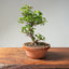 Lavender Star Flower Bonsai 1200 - Bonsaify