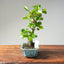 Lavender Star Flower Bonsai 1202 - Bonsaify
