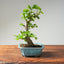 Lavender Star Flower Bonsai 1202 - Bonsaify