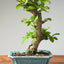 Lavender Star Flower Bonsai 1202 - Bonsaify